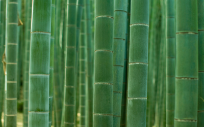 BambooHR Benefits Administration: How It Works For SMBs